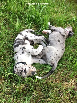 Deutsche Dogge Welpen - Hündin