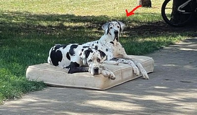 Deutsche Dogge Welpen - Hündin