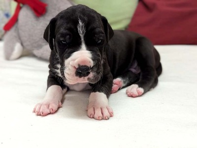 Deutsche Dogge Welpen - Hündin