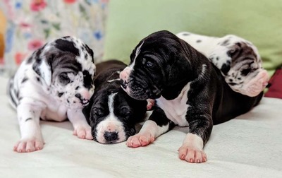 Deutsche Dogge Welpen - Hündin