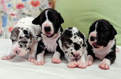 Deutsche Dogge Welpen - Hündin