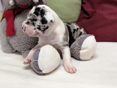 Deutsche Dogge Welpen - Hündin