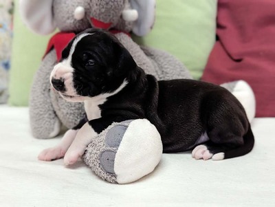 Deutsche Dogge Welpen - Hündin