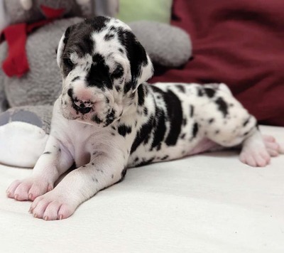 Deutsche Dogge Welpen - Hündin