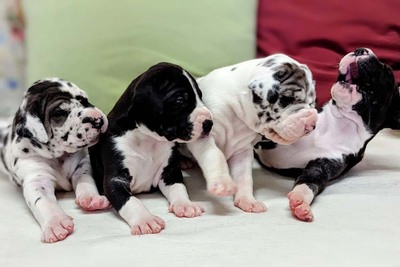 Deutsche Dogge Welpen - Hündin