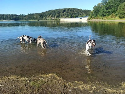 Deutsche Dogge Welpen - Hündin