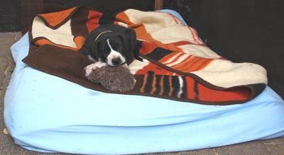 Deutsche Dogge Welpen - Hündin