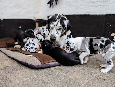 Deutsche Dogge Welpen - Hündin