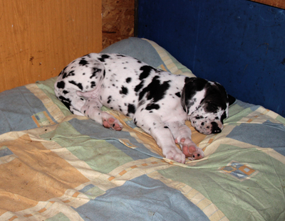 Deutsche Dogge Welpen - Hündin