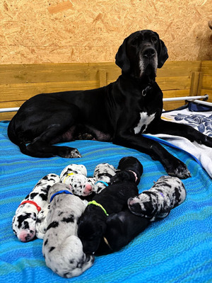 Deutsche Dogge Welpen - Hündin