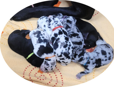 Deutsche Dogge Welpen - Hündin