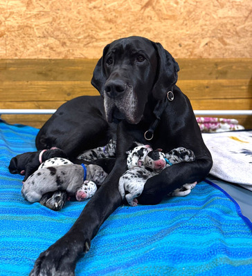 Deutsche Dogge Welpen - Hündin