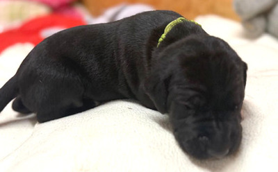 Deutsche Dogge Welpen - Hündin