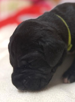 Deutsche Dogge Welpen - Hündin