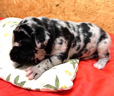 Deutsche Dogge Welpen - Hündin