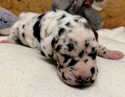 Deutsche Dogge Welpen - Hündin