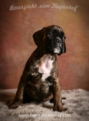 Deutscher Boxer Welpen - Rüde