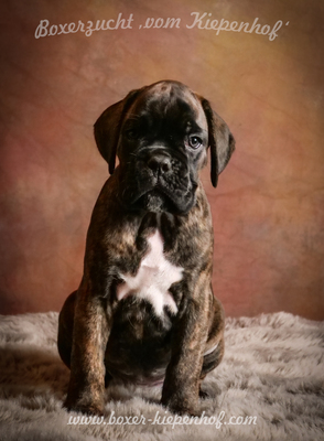 Deutscher Boxer Welpen - Rüde