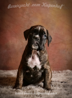 Deutscher Boxer Welpen - Rüde