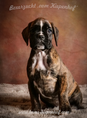 Deutscher Boxer Welpen - Rüde