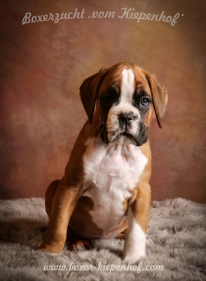 Deutscher Boxer Welpen - Rüde