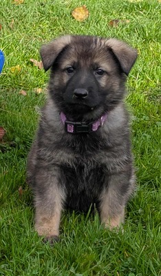 Deutscher Schäferhund, Leistungszucht Welpen - Hündin