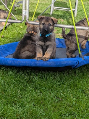 Deutscher Schäferhund, Leistungszucht Welpen - Hündin