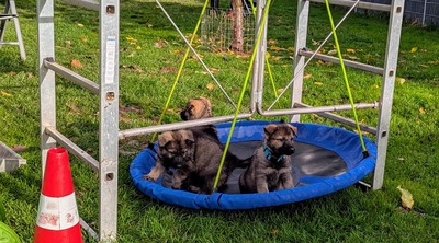 Deutscher Schäferhund, Leistungszucht Welpen - Hündin