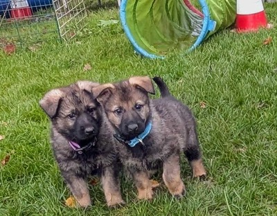 Deutscher Schäferhund, Leistungszucht Welpen - Hündin