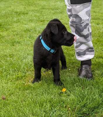 Deutscher Schäferhund, Leistungszucht Welpen - Rüde