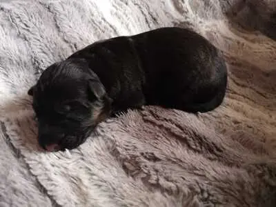Deutscher Schäferhund Welpen - Hündin