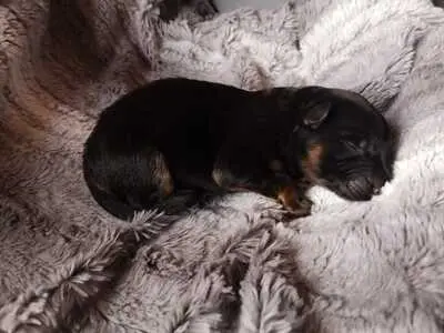 Deutscher Schäferhund Welpen - Hündin