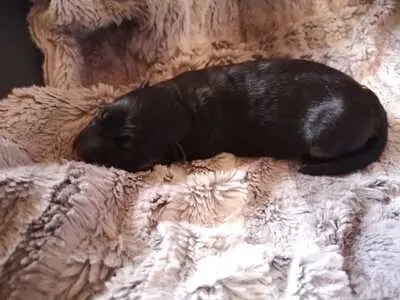 Deutscher Schäferhund Welpen - Hündin