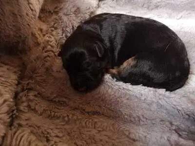 Deutscher Schäferhund Welpen - Hündin