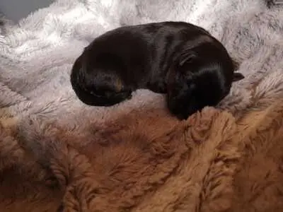 Deutscher Schäferhund Welpen - Hündin