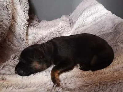 Deutscher Schäferhund Welpen - Hündin