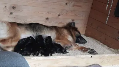 Deutscher Schäferhund Welpen - Hündin