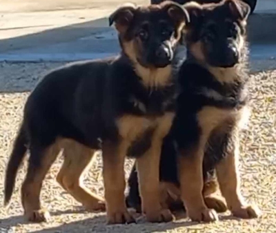 Deutscher Schäferhund Welpen - Hündin