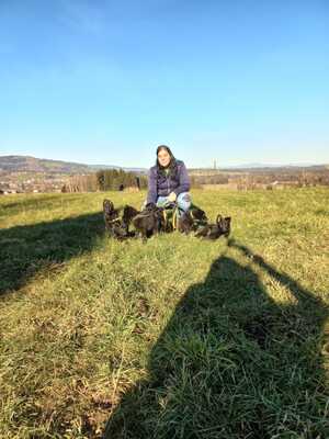 Deutscher Schäferhund Welpen - Hündin