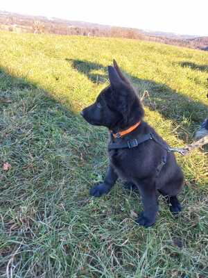 Deutscher Schäferhund Welpen - Hündin