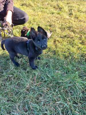 Deutscher Schäferhund Welpen - Hündin