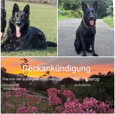 Deutscher Schäferhund Welpen - Hündin