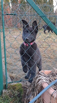 Deutscher Schäferhund Welpen - Hündin