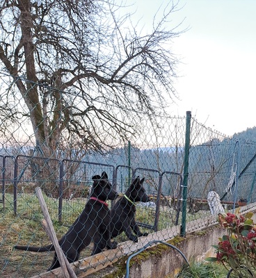 Deutscher Schäferhund Welpen - Hündin