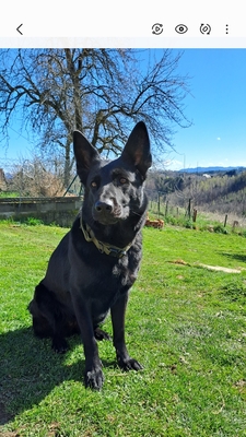 Deutscher Schäferhund Welpen - Hündin