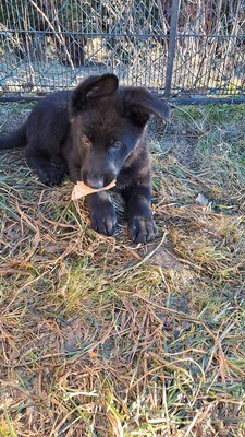 Deutscher Schäferhund Welpen - Hündin