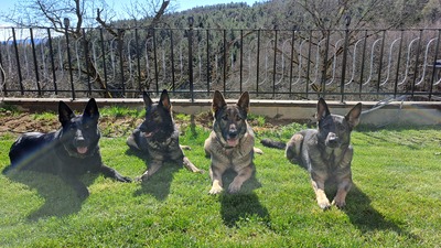 Deutscher Schäferhund Welpen - Hündin