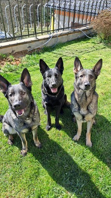 Deutscher Schäferhund Welpen - Hündin