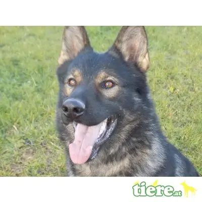 Deutscher Schäferhund Welpen - Rüde