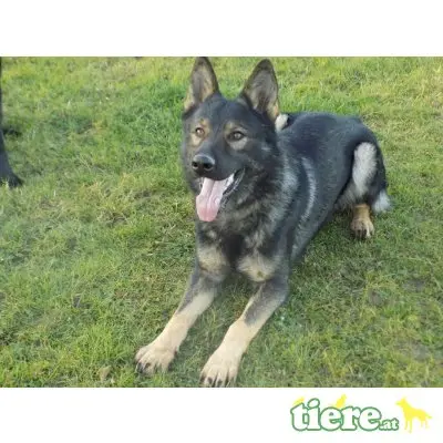 Deutscher Schäferhund Welpen - Rüde